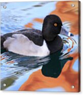 Ring-necked Duck Acrylic Print