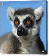 Ring-tailed Lemur Enjoying The Winter Sunshine Acrylic Print