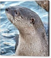 River Otter Pup Acrylic Print