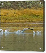 River Takeoff-signed-#1032 Acrylic Print