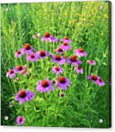 Roadside Coneflowers In Mchenry County Acrylic Print