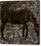 Roan Stallion Acrylic Print