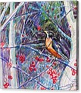 Robin In The Crab Apple Trees Sketch Acrylic Print