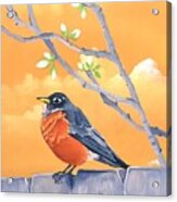 Robin Perched On Fence #2 Acrylic Print