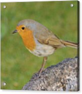 Robin Perched On Stone Acrylic Print