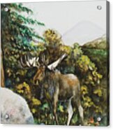Rocky Mountain Moose Acrylic Print