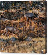Rocky Mountain National Park Deer Colorado Acrylic Print