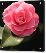 Romantic Camellia Acrylic Print