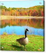 Romantic Skies Autumn Pond Goose Acrylic Print