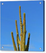 Romantic Skies Saguaro Cactus Acrylic Print
