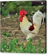 Rooster In White Acrylic Print