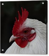 Rooster In White Acrylic Print
