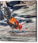 Rooster's Shadow Acrylic Print