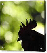 Rooster Silhouette Acrylic Print