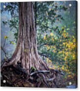 Rooted Acrylic Print