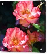 Rose 331 Acrylic Print