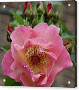 Rose And Buds Acrylic Print