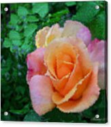 Rose Acrylic Print