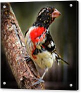 Rose-breasted Grosbeak Acrylic Print