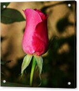 Rose Bud Acrylic Print