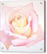 Rose Acrylic Print