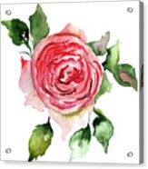 Rose Flower Acrylic Print