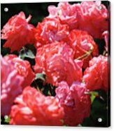 Rose Garden Art Prints Pink Red Rose Flowers Baslee Troutman Acrylic Print