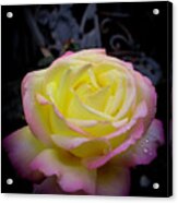 Rose Acrylic Print