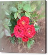 Rose Nest Acrylic Print