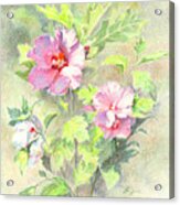 Rose Of Sharon Acrylic Print