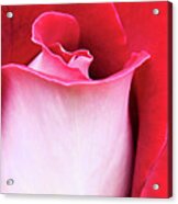 Rose Petals Acrylic Print