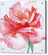 Rose Pink Acrylic Print