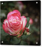 Rose Acrylic Print