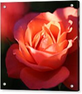 Rose With A Glow Acrylic Print