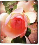 Rose With Tiny Visitor Acrylic Print