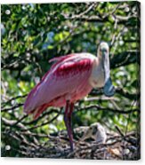 Roseate Spoonbill And Chick Acrylic Print