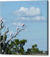 Roseate Spoonbill Acrylic Print