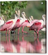 Roseate Spoonbill Flock Wading In Pond Acrylic Print