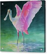 Roseate Spoonbill Stretching Wings Acrylic Print