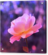Rosy Glow Pink Rose - Floral Photography From The Garden Acrylic Print