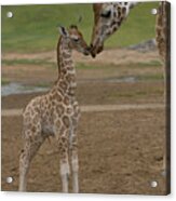 Rothschild Giraffe Giraffa Acrylic Print