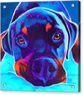 Rottweiler - Dexter Acrylic Print
