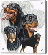 Rottweiler Medley Acrylic Print Rottweiler Medley Acrylic Print