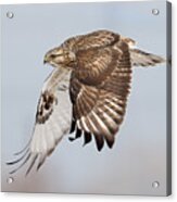 Rough Legged Hawk In The Wing Acrylic Print