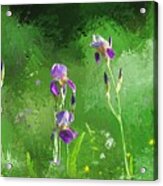 Row Of Irises Acrylic Print