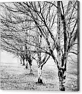 Row Of Leafless Trees In Fog - B/w Acrylic Print