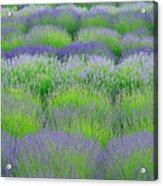 Rows Of Lavender Acrylic Print