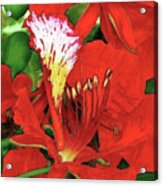 Royal Poinciana Acrylic Print