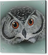 Precocious Owl #2 Acrylic Print