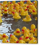 Rubber Duckies Acrylic Print